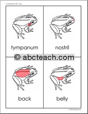 Nomenclature: Animal Anatomy Frog (red-highlight)