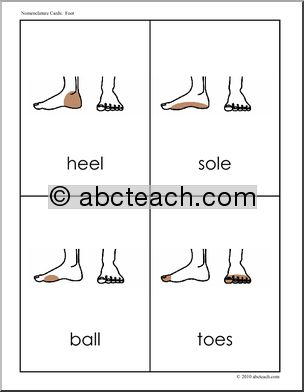 Nomenclature Cards: Human Body; Foot (2) (b/w)