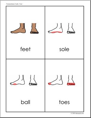 Nomenclature Cards: Human Anatomy Foot (red-highlighted) (primary/elem)