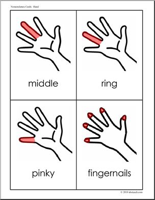 Nomenclature Cards: Human Anatomy Hand (red-highlighted) (primary/elem)