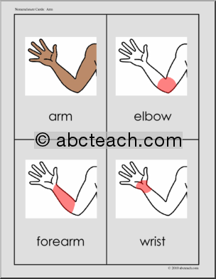 Nomenclature Cards: Human Anatomy Arm (red-highlighted) (primary/elem)