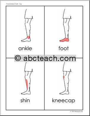 Nomenclature Cards: Human Anatomy Leg (red-highlighted) (primary/elem)