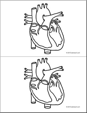 Nomenclature: Human Anatomy; The Heart-2 Cards (b/w)