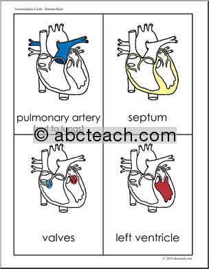 Nomenclature: Human Anatomy; The Heart (color)