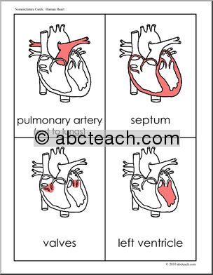 Nomenclature: Human Anatomy; The Heart (red highlight) (montessori)