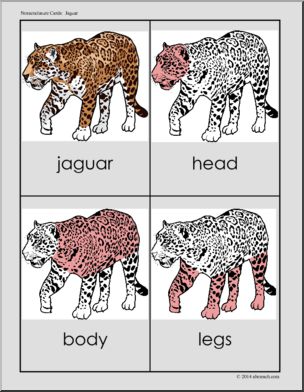 Nomenclature Cards: Jaguar – Three Part Matching (red-highlighted) –  Abcteach