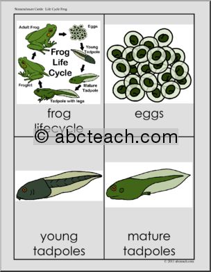 Nomenclature Cards: Life Cycle of the Frog (3 part) (color)