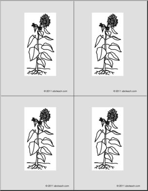 Nomenclature Cards: Sunflower 4 (b/w)