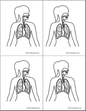 Nomenclature Cards: Human Anatomy Respiratory System (b/w) (4)
