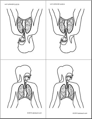 Nomenclature Cards: Human Anatomy Respiratory System (b/w) (foldable) (4)