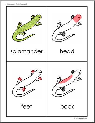 Nomenclature: Animal Anatomy Salamander (red-highlight)