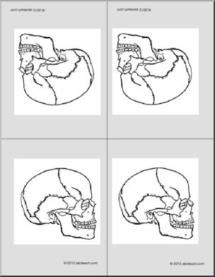 Nomenclature Cards: Human Skull (4) (bw) (foldable)