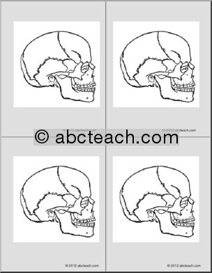 Nomenclature Cards: Human Skull (4) (b/w)