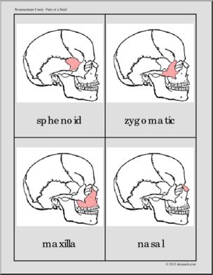 Nomenclature Cards: Human Skull – Three-Part Matching (red-highlight)