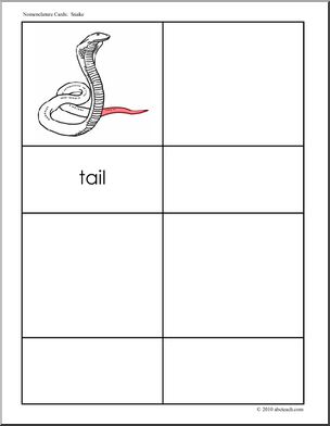 Nomenclature: Animal Anatomy Snake (red-highlight) | Abcteach