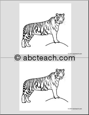 Nomenclature Cards: Tiger (2) (b/w)