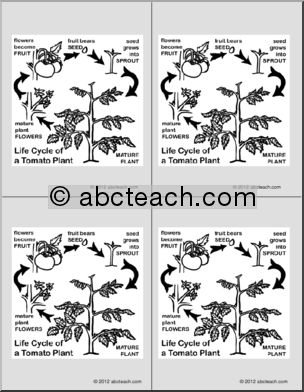 Nomenclature Cards: Tomato Life-Cycle (4)