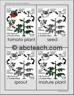 Nomenclature Cards: Tomato Life-CycleThree-Part Matching (color)