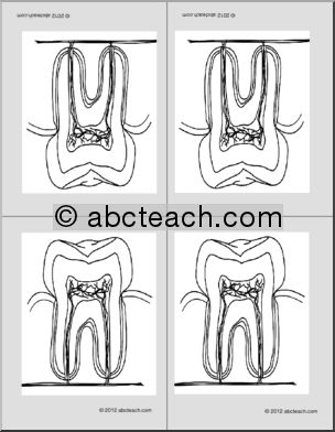 Nomenclature Cards: Tooth (4) (b/w) (foldable)