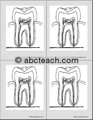 Nomenclature Cards: Tooth (4) (b/w)