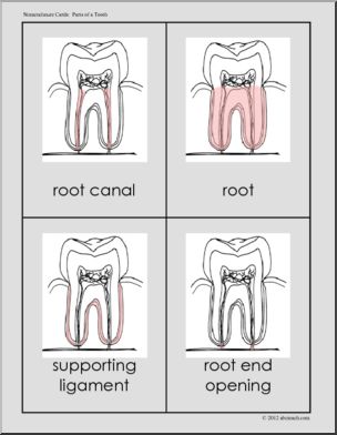 Nomenclature Cards: Tooth Three-Part Matching (red-highlight)