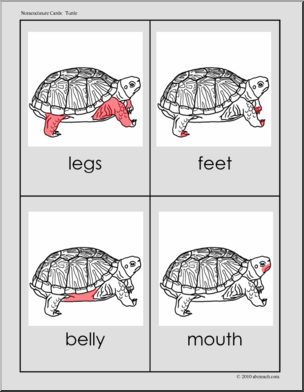 Nomenclature: Animal Anatomy Turtle (red-highlight)