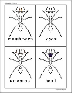 Nomenclature Cards: Ant (highlighted)