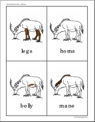 Nomenclature Cards: Antelope