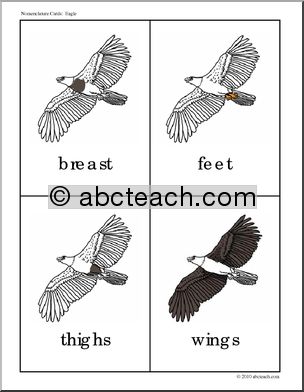 Nomenclature Cards: Eagle