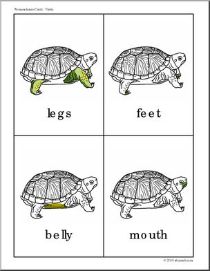 Nomenclature Cards: Turtle