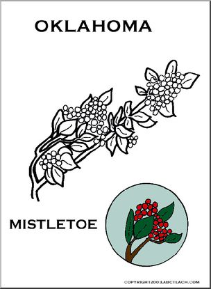 Oklahoma: State Flower – Mistletoe