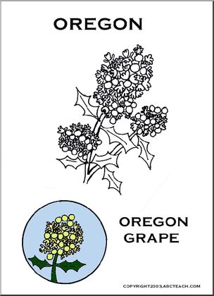Oregon: State Flower – Oregon Grape