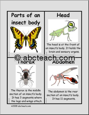 Fact Cards: Body Parts – Insect