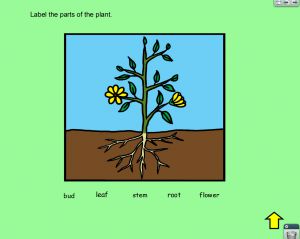 Interactive: Flipchart: Science; Parts of a Flower