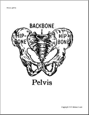 Bone Diagrams: Pelvis (labeled)