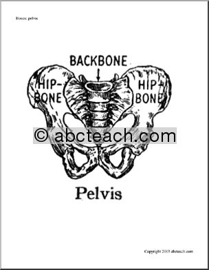 Bone Diagrams: Pelvis (labeled)