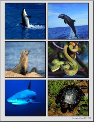 Science: Photo Cards: Vertebrate/Invertebrate (color)
