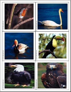 Science: Photo Cards: Birds/Insects (color)