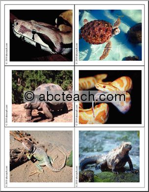 Science: Photo Cards: Reptile/Amphibian (color)