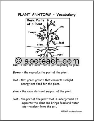 Worksheets: Plant Anatomy (elem/upper elem)