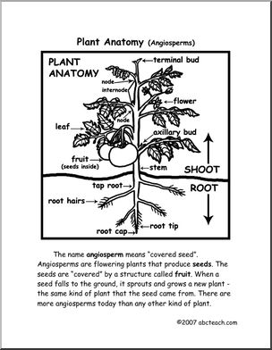 Worksheets: Plant Anatomy (upper elem/ middle)