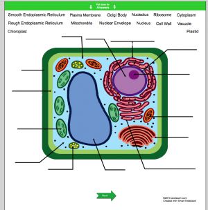 Interactive: Notebook: Science--Plant Cell (upper el-middle-high ...