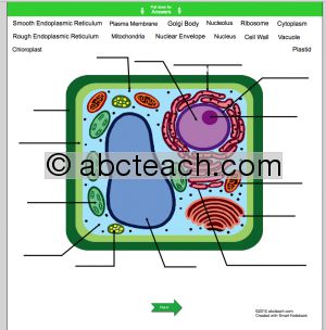 Interactive: Notebook: Science--Plant Cell (upper el-middle-high ...