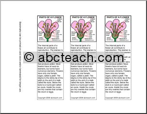 Bookmarks: Parts of a Flower -color (upper elem/middle)