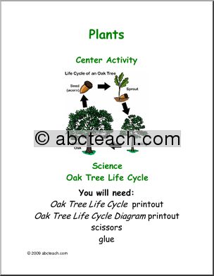 Learning Center: Plants – Oak Tree Life Cycle (elem)