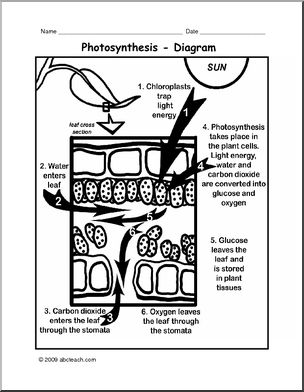 Diagram: Photosynthesis (upper elem/middle)