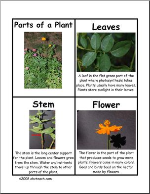 Fact Cards: Parts of a Plant