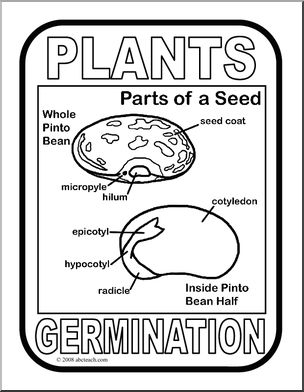Poster: Plant Germination (b/w)