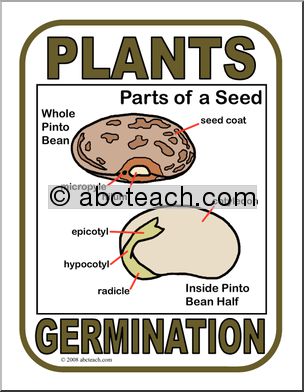 Poster: Plant Germination (color)