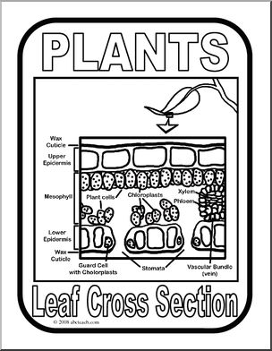 Poster: Plant Leaf Cross Section (b/w)